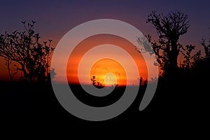 Colorful Sunset with Silhouette of Rhododendrons