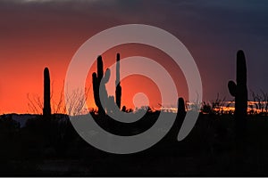 Colorful sunset in Sonoran Desert. Orange and dark blue clouds. Silhouette of saguaro and ocotillo cactus.