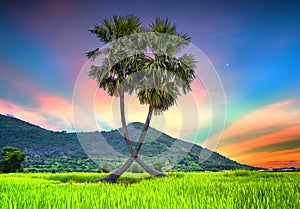 Colorful sunset sugar palms tree in a rice field