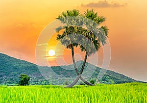 Colorful sunset sugar palms tree in a rice field