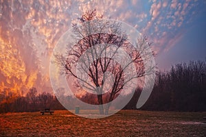 Colorful sunset and tree