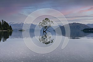 Colorful sunset at Wanaka tree with the reflection on the lake. New Zealand iconic place