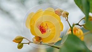 Colorful of Supannika Flower, Cochlospermum regium.