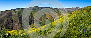 Colorful Super Bloom at Corral Canyon Panorama
