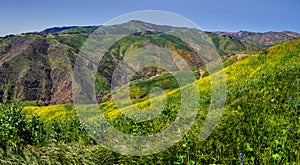 Colorful Super Bloom at Corral Canyon Panorama