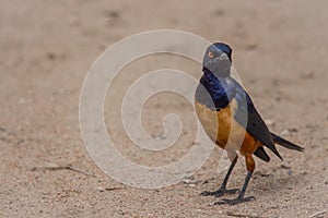 A colorful Superb Starling in Tanzania