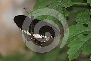 A colorful swallow tail butterfly