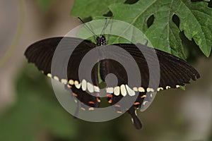 A colorful swallow tail butterfly