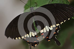 A colorful swallow tail butterfly