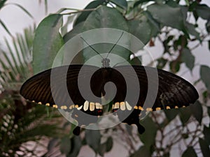 A colorful swallowtail butterfly