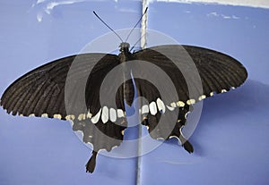 A colorful swallowtail butterfly