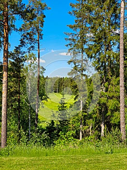 Colorful Swedish summer fields and forest with clear blue sky. Swedish nature in summer