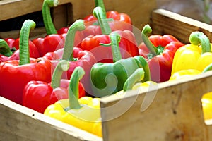 Colorful sweet bell pepper