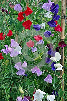 Colorful sweet pea flowers