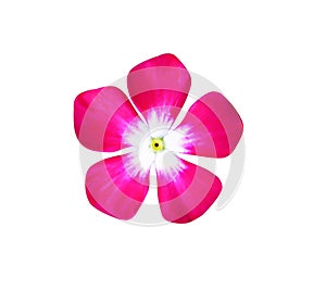 Colorful sweet pink flower blooming  or catharanthus roseus texture top view isolated on white background , clipping path