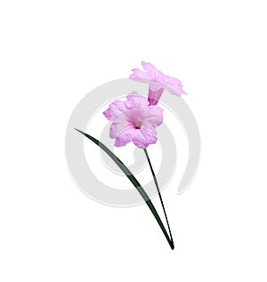 Colorful sweet pink waterkanon or ruellia tuberosa blooming flower isolated on white background
