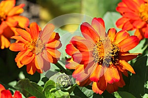 Colorful Tagetes Patula (French Marigold) Flowers photo