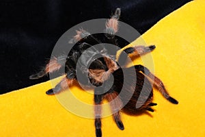 Colorful tarantula spider Brahipelma Emilia on a lush dark yellow background