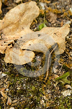 Colorful Tent Caterpillar on Oak Leaf and Soil