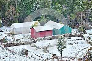 Colorful Tents Huts with Snow All Around on Ground and Trees - Comping in Forest - Landscape in Winter in Himalayan Village, India