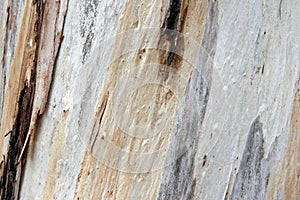 Textured Tree Trunk Bark