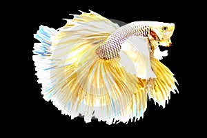 Colorful Thai betta fish, Golden betta, cracked fish on a black background