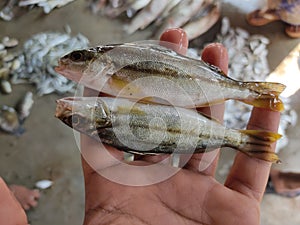 colorful therapon jarbua cresent grunter fish in hand in nice blur background