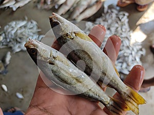 colorful therapon jarbua cresent grunter fish in hand in nice blur background