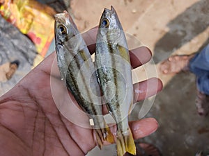 colorful therapon jarbua cresent grunter fish in hand in nice blur background