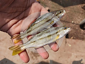 colorful therapon jarbua cresent grunter fish in hand in nice blur background