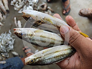 colorful therapon jarbua cresent grunter fish in hand in nice blur background