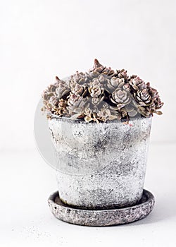 Colorful thick leave succulent plante arrangement in rustic ceramic pot.