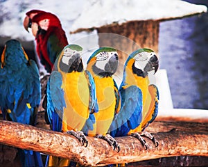 Colorful three blue and yellow macaw standing on tht timber , ara chloropterus group nature background