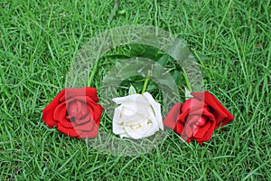 Colorful three roses on grassy patterns for nature background