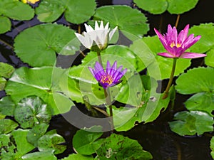 Colorful Three water lily lotus flower