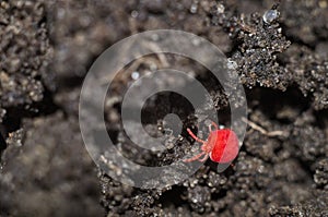 Colorful tick parasite Trombidiidae. Red velvet mite macro extreme magnification