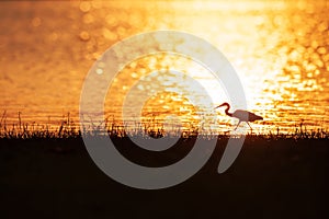 Colorful time, Great Egret walking in the lake in the sunset light. Beautiful glittering water backgrounds. Summer season. Rural