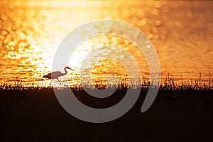 Colorful time, Great Egret walking in the lake in the sunset light. Beautiful glittering water backgrounds. Summer season. Rural