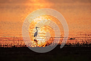 Colorful time, Great Egret walking in the lake in the sunset light. Beautiful glittering water backgrounds. Summer season. Rural