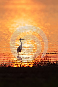 Colorful time, Great Egret walking in the lake in the sunset light. Beautiful glittering water backgrounds. Summer season. Rural