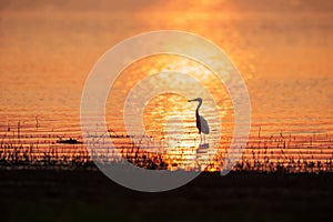 Colorful time, Great Egret walking in the lake in the sunset light. Beautiful glittering water backgrounds. Summer season. Rural