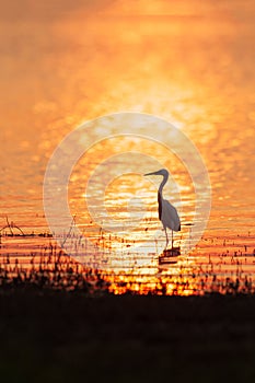 Colorful time, Great Egret walking in the lake in the sunset light. Beautiful glittering water backgrounds. Summer season. Rural