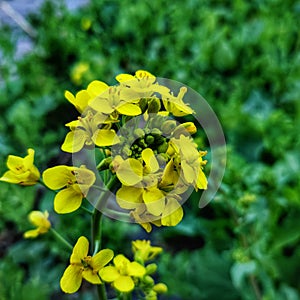 Colorful tinny yellow flowers in field with blurred background showing blossoms session