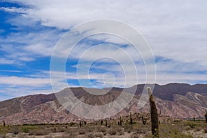 Colorful Tintin Mountains and cardoon cacti, Trichocereus pasacana, in the Enchanted Valley. Location: Cardon National Park,