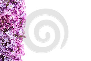 Colorful tiny flowers of Lilac isolated on white background. Floral border. Flat lay. Selective focus