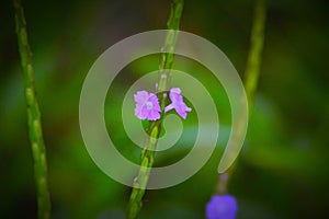 Colorful tiny flowers in purple color is dazzling. Amazing scene of this floral attractive