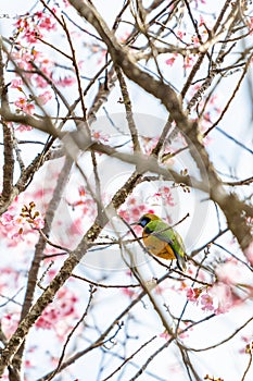 A colorful tiny Orange-bellied Leafbird perch on Wild Himalayan Cherry branch