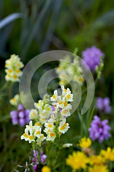 Colorful toadflax flower linaria vulgaris on a summer garden