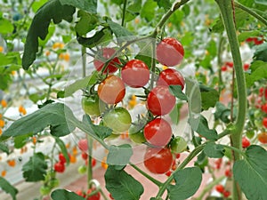 Colorful Tomatoes(vegetables and fruits) are growing in indoor farm/vertical farm