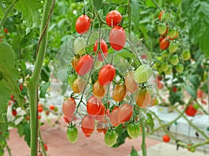 Colorful Tomatoes(vegetables and fruits) are growing in indoor farm/vertical farm